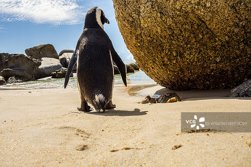 海滩上的企鹅图片素材