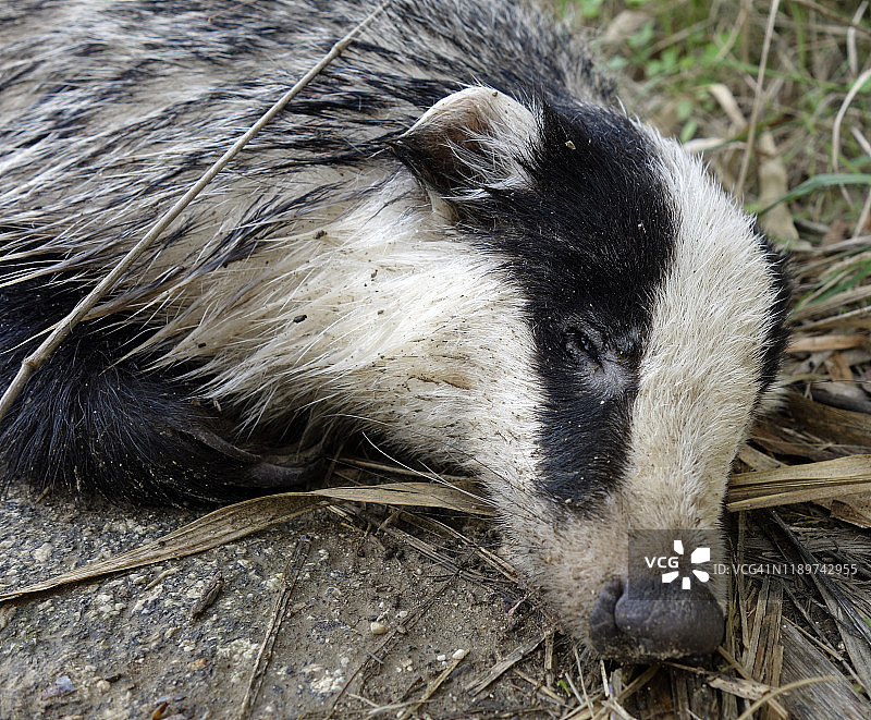 被车辆撞死的獾图片素材