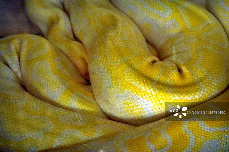 扭曲的黄色蟒蛇皮——白化缅甸蟒图片素材