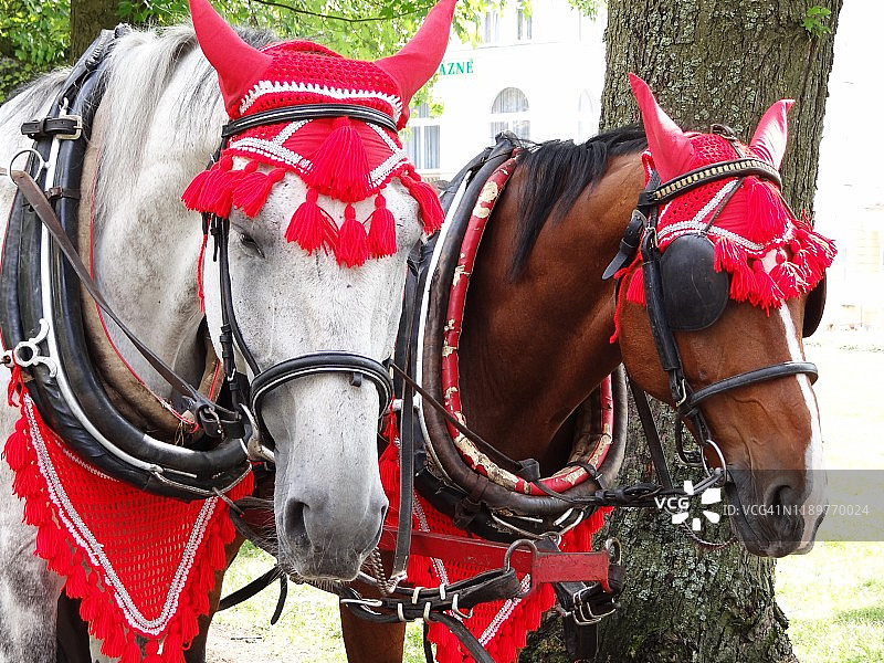 卡罗维发利装饰马图片素材