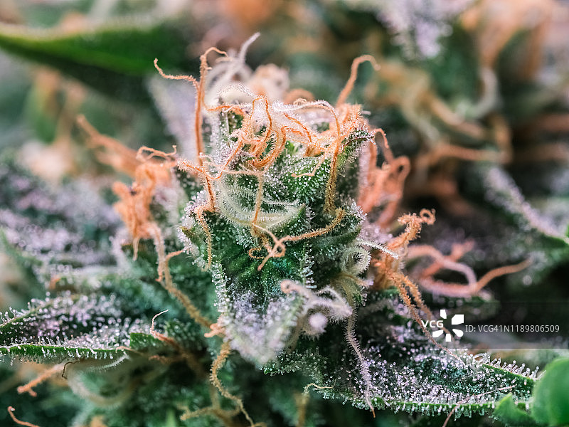 大麻植物花HDR图片素材