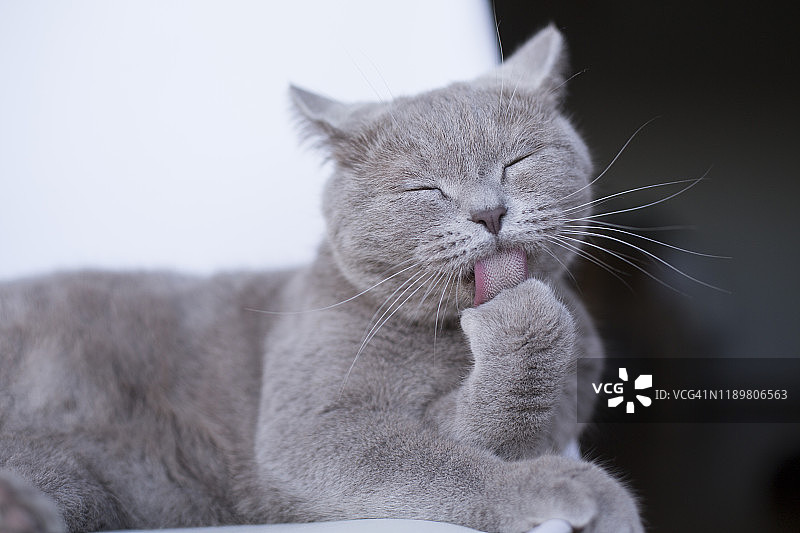 小猫舔舐图片素材