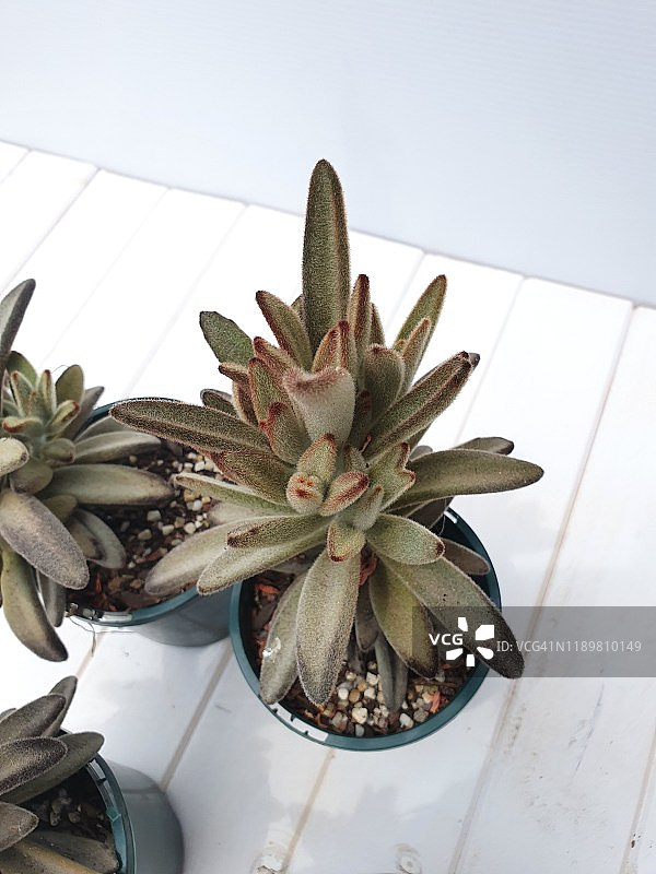 巧克力绒毛掌或猫耳朵图片素材