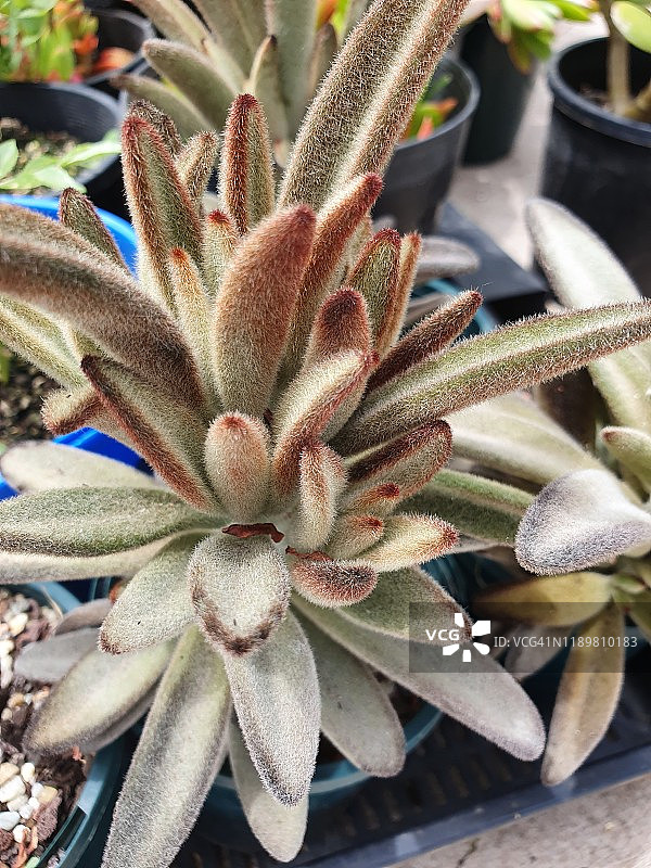 巧克力绒毛掌或猫耳朵图片素材