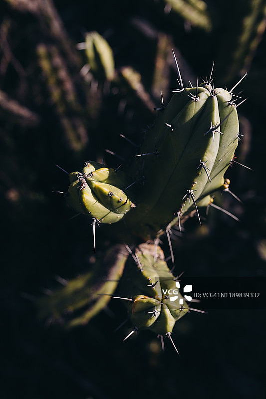 阴影中的烛台仙人掌图片素材