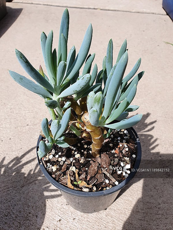 蓝色粉笔或蓝冰柱图片素材