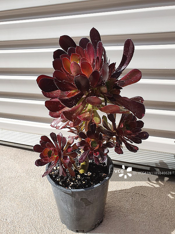 盆栽黑法师多肉植物图片素材