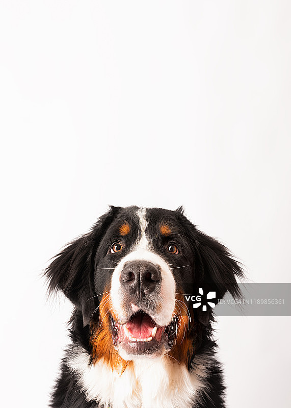 八个月大伯恩山犬幼犬影棚特写图片素材