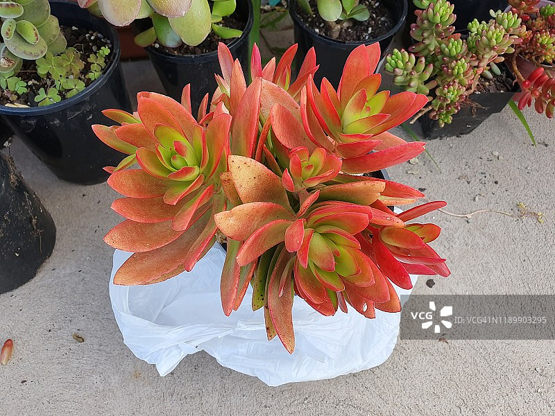 纸箱中的火焰景天图片素材