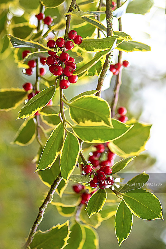 冬青叶和红色浆果的圣诞特写图片素材