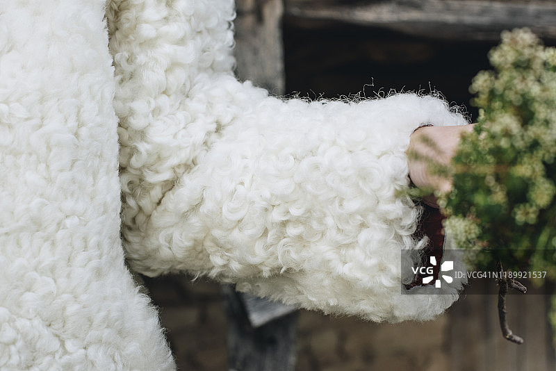 身穿舒适白色毛皮大衣的女人图片素材