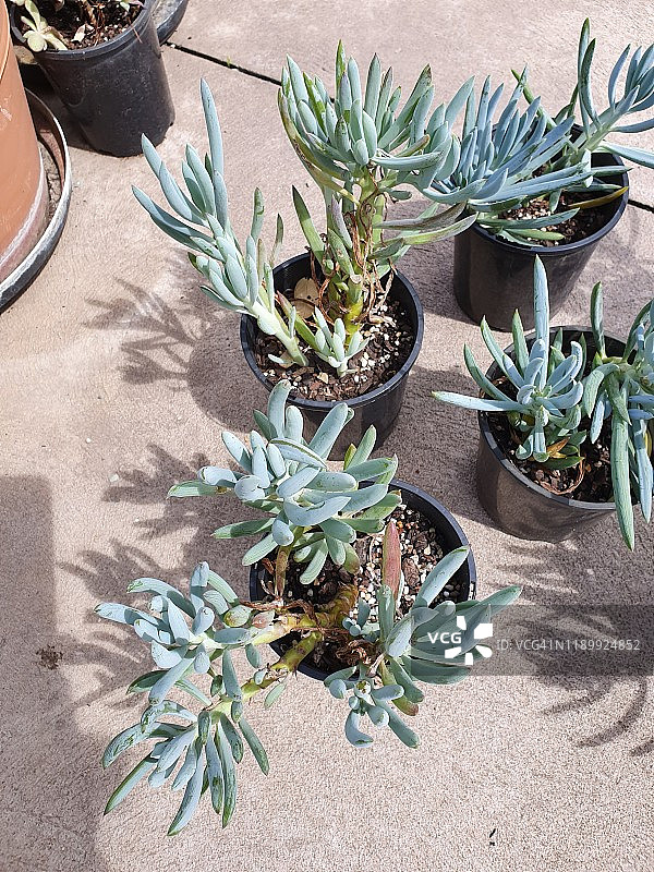 蓝手指多肉植物图片素材