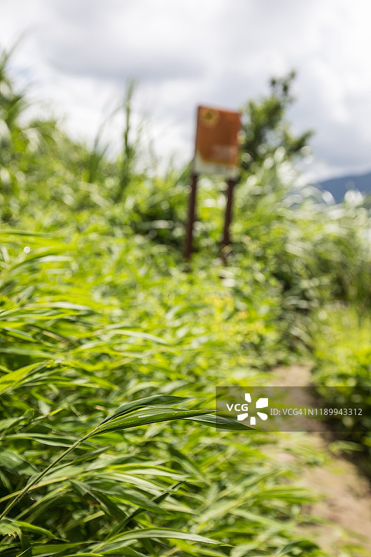 中国香港桥咀洲远足径图片素材