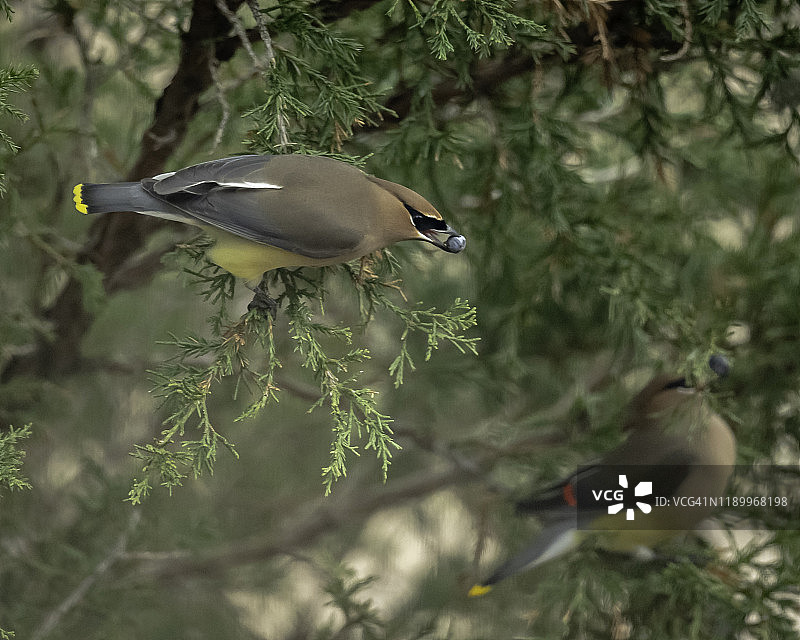 雪松太平鸟进食图片素材