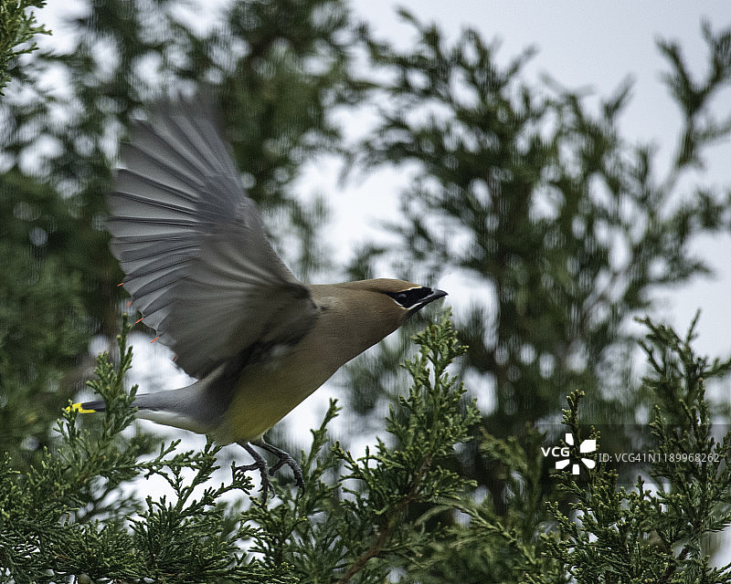 飞翔的雪松太平鸟图片素材