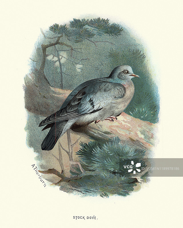 鸟类，斑鸠图片素材