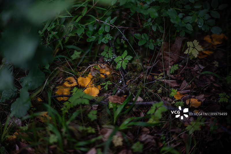 鸡油菌图片素材