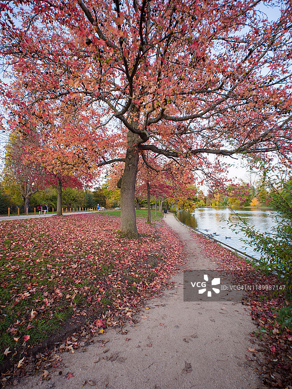 布洛涅森林中的秋季红叶图片素材