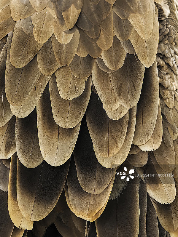 兀鹫背部羽毛组合图片素材