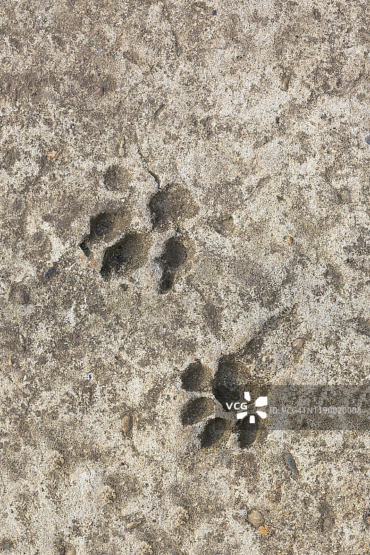 猫爪在混凝土表面的印记图片素材