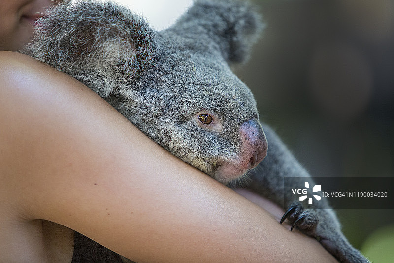 女人拥抱考拉图片素材