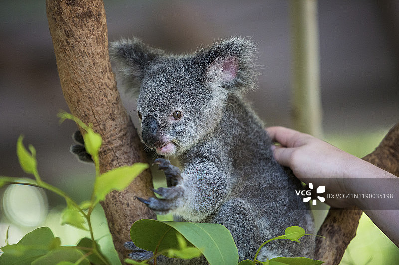 旅行者在磁岛上与考拉亲密接触图片素材
