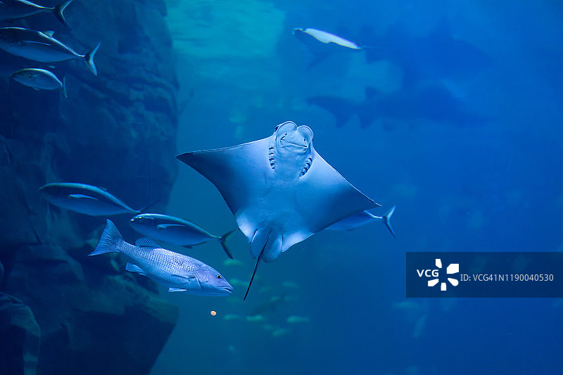 水族馆中微笑的黄貂鱼水下摄影图片素材