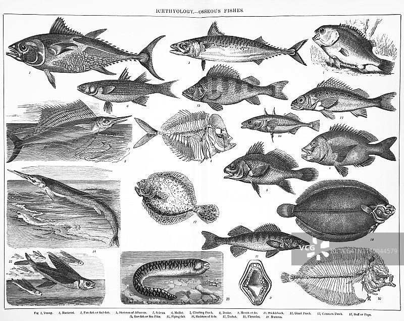 鱼类分类古董插图，1894年发布图片素材