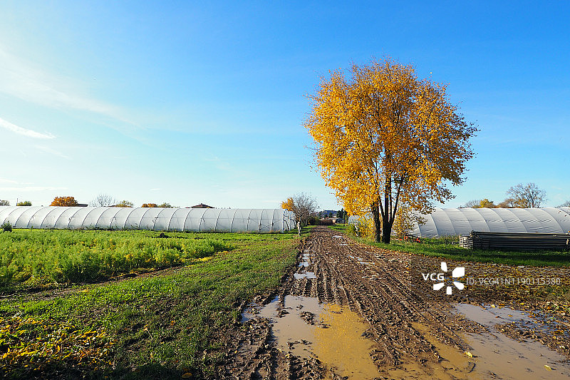 农田、塑料薄膜隧道和秋天的树木图片素材