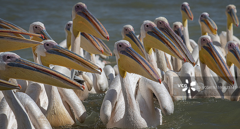 埃塞俄比亚塔纳湖的鹈鹕图片素材