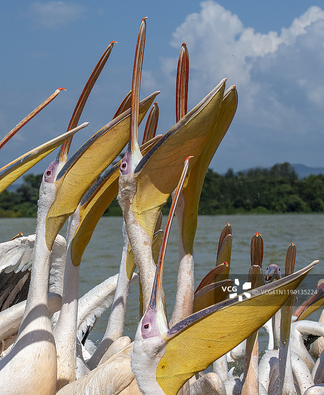 埃塞俄比亚塔纳湖的鹈鹕图片素材