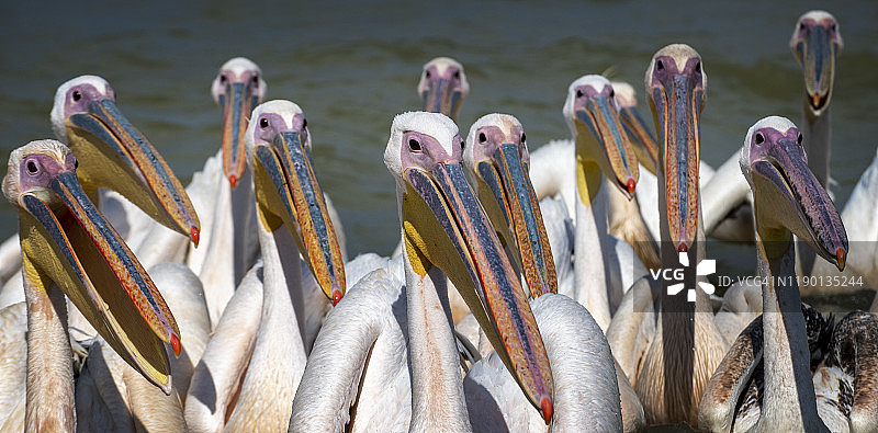 埃塞俄比亚塔纳湖的鹈鹕图片素材