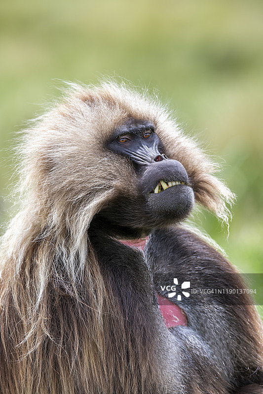 狮尾狒，锡门山国家公园，埃塞俄比亚图片素材
