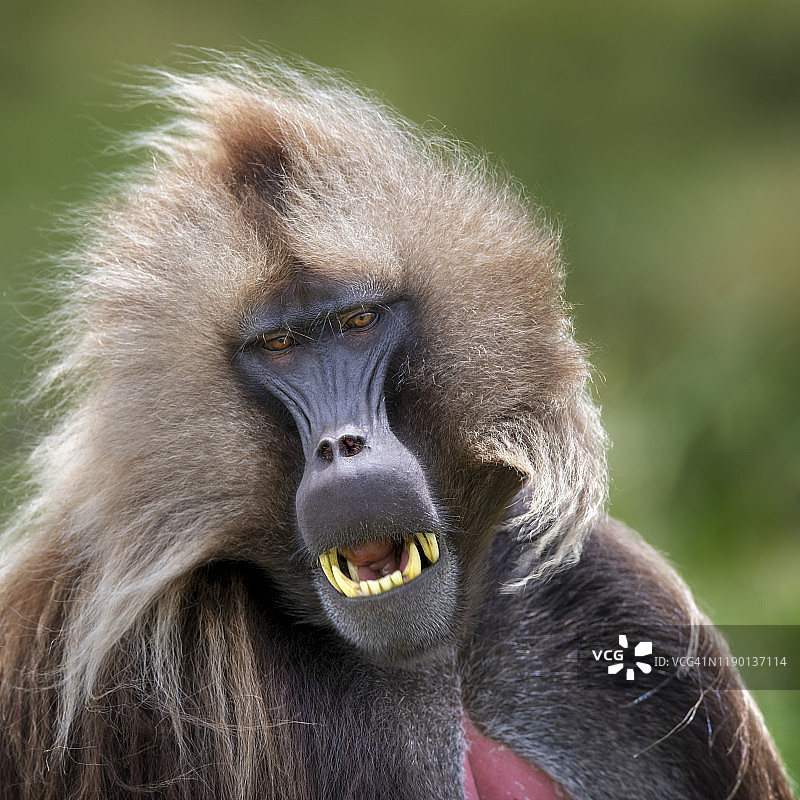 狮尾狒，锡门山国家公园，埃塞俄比亚图片素材