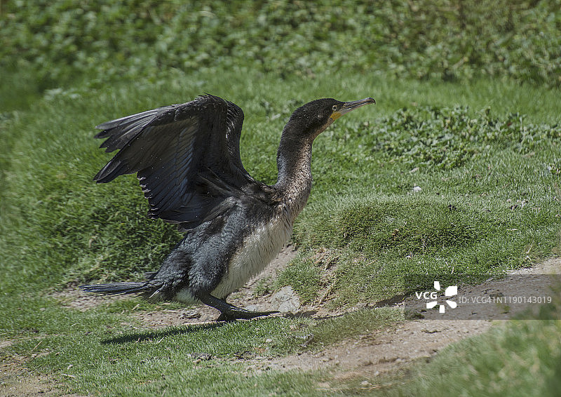 鸟类：白胸鸬鹚展开翅膀，在阳光和微风中晾干图片素材