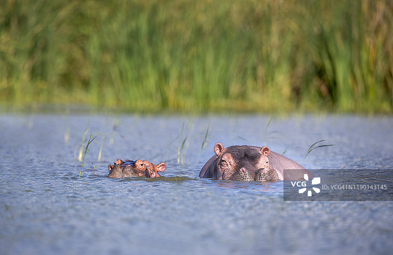 埃塞俄比亚查莫湖中的河马图片素材