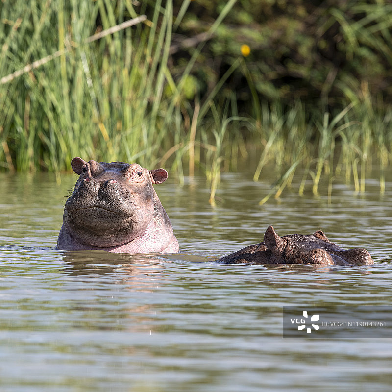 埃塞俄比亚查莫湖中的河马图片素材
