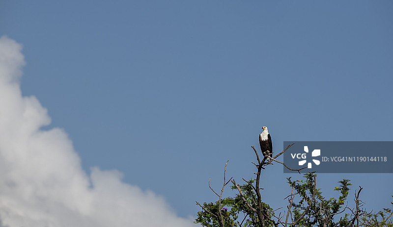 埃塞俄比亚查莫湖的非洲海雕图片素材
