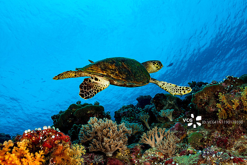 玳瑁海龟在帕劳佩莱利乌岛的彩色珊瑚礁中游泳图片素材