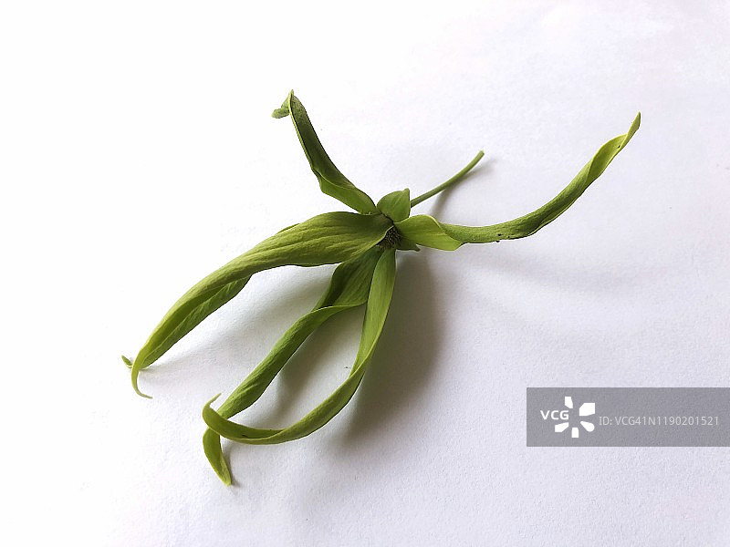 依兰花，白色背景图片素材