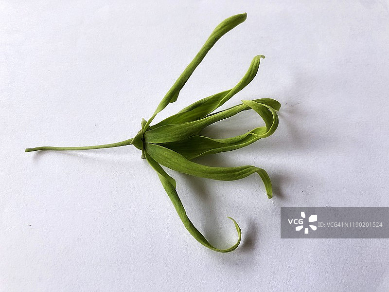 依兰花，白色背景图片素材