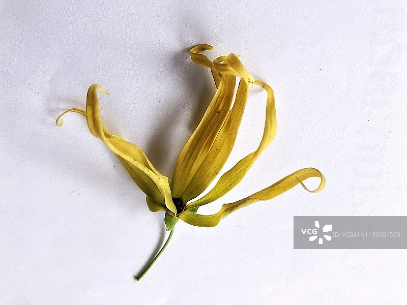 依兰花，白色背景图片素材