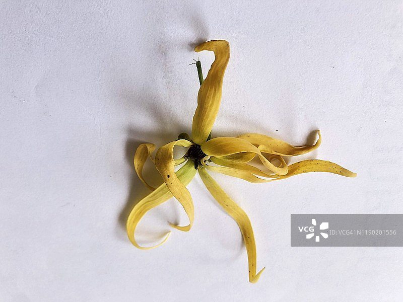 依兰花，白色背景图片素材