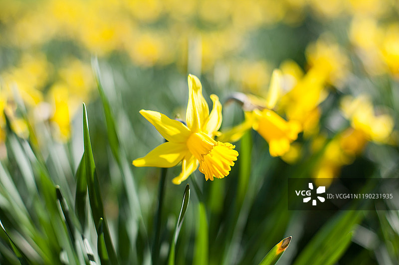 聚焦水仙花图片素材