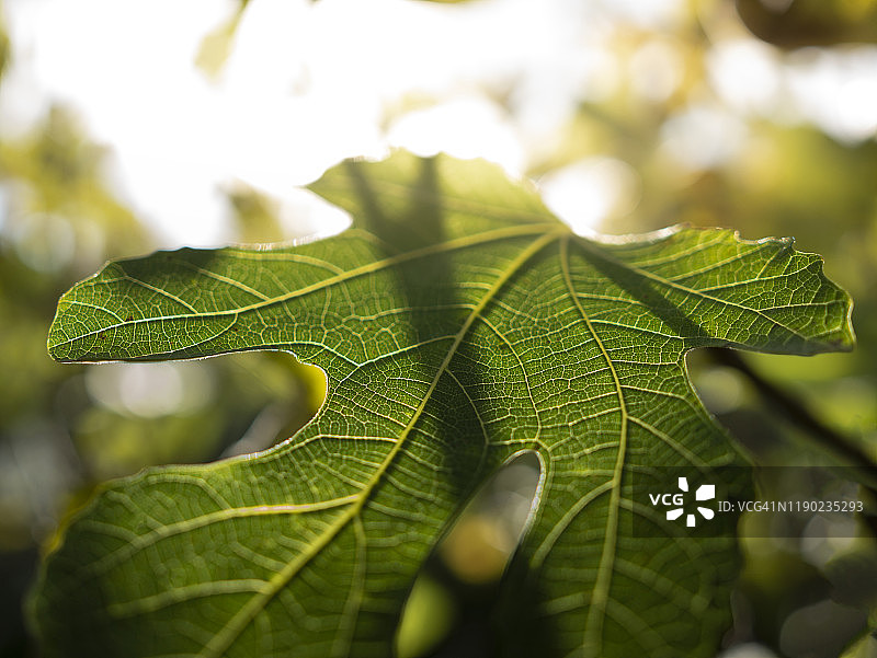 无花果叶图片素材