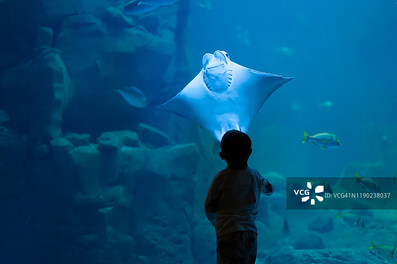 靠近水族馆看着微笑的黄貂鱼的小男孩图片素材