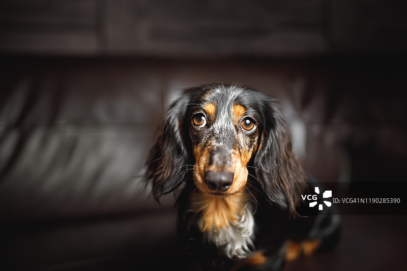 有着迷人眼睛的可爱小狗图片素材