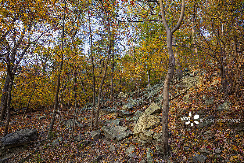 秋叶的颜色图片素材