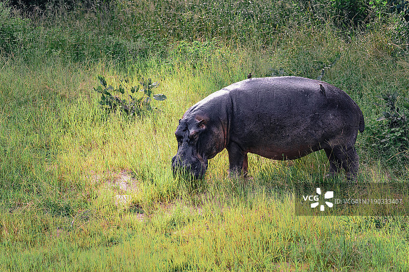 河马正在吃草图片素材