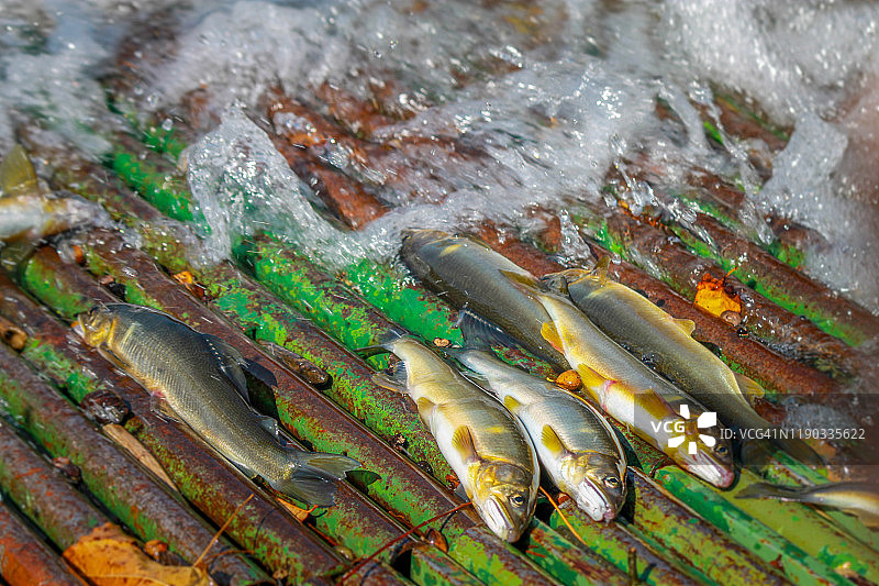 柳叶鱼捕捞，日本栃木县鬼怒川图片素材